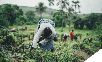 Greening the Desert: Innovative Farming in Nigeria